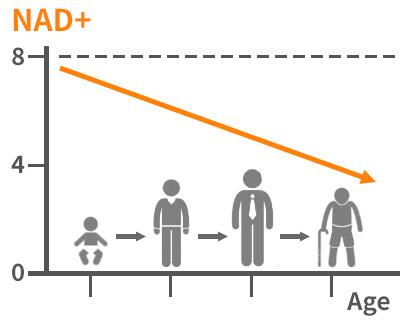 NAD⁺（ngNAD⁺／mg protein）加齢によるヒト皮膚中のNAD⁺の変化