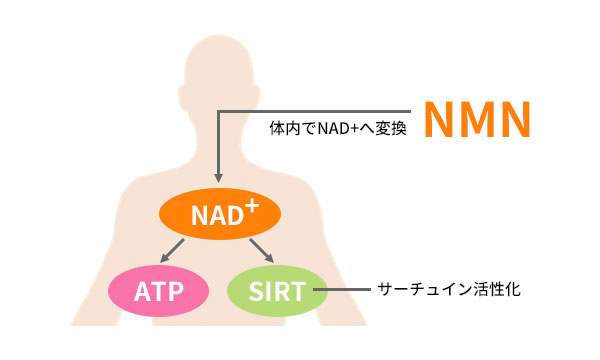 NMNの摂取