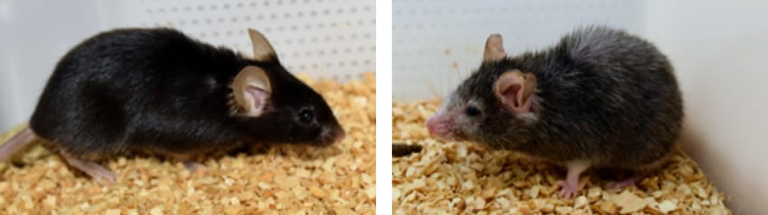 マウスによるNMNの若返り実験